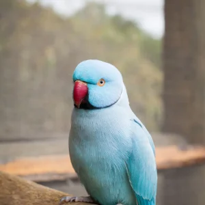 Blue/Cobalt Indian Ringneck