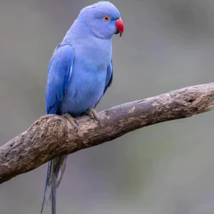 Lavender Indian Ringneck