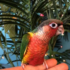 High Red Factor Green-Cheeked Conure