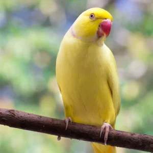 Yellow Indian Ringneck