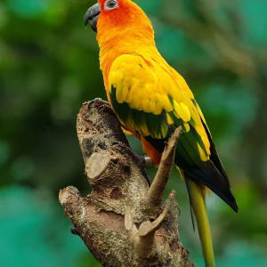 Sun Conure