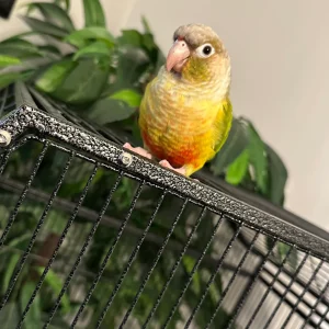 Green-Cheeked Pineapple Conure