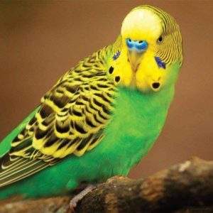 Green budgie
