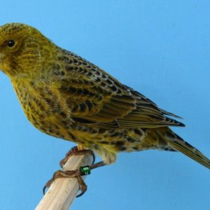 Lizard Canary
