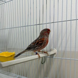 Red Black Agate Mosiac Canary