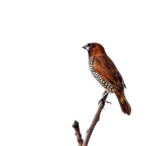 Spice Finch