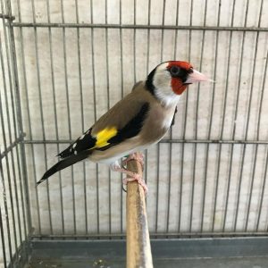 European Goldfinches