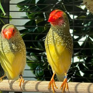 Star Finch