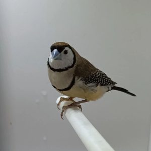 Owl Finch