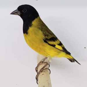 Black Hooded Siskins