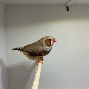 English zebra finch Fawn