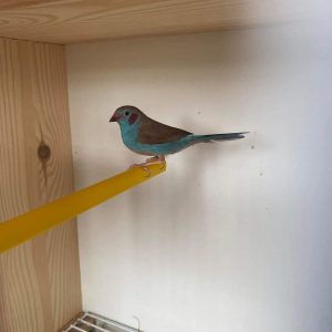 Red cheeked cordon Bleu Finch