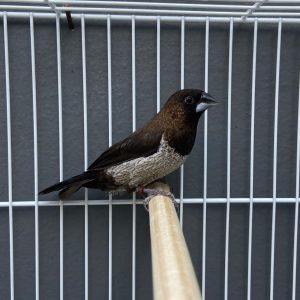 Society Finch-European Black Grey