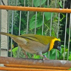 Cuban Melodious Finch