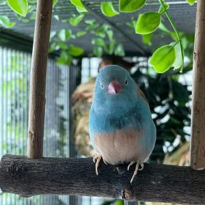 Bleu Capped cordon Finch