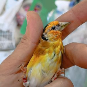 European Goldfinches mules
