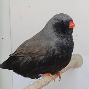 Zebra finch charcoal mutation
